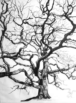 Lucombe Oak (Quercus x hispanica 'Lucombeana), Widey Woods,