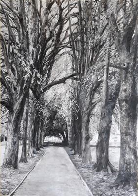 Lime Avenue, Devonport Park