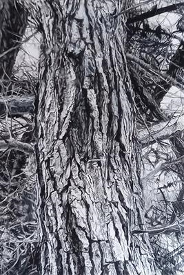 Monterey Pine Trunk