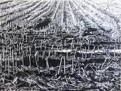 Aftermath: Cut Corn Field by Kevin Tole, Drawing, Various charcoals and chalk