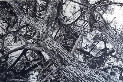 Carne Stone Pine (Pineas pinea) by Kevin Tole, Drawing, Charcoal (various) and chalk on paper