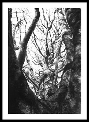 Clearbrook Beech (Fagus silvatica) by Kevin Tole, Drawing, Beech Charcoal, White Charcoal, Black and White conte