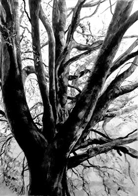 Clearbrook Beech (Fagus silvatica) in Autumn by Kevin Tole, Drawing, Handmade Charcoal, compressed charcoal, white chalk and conte