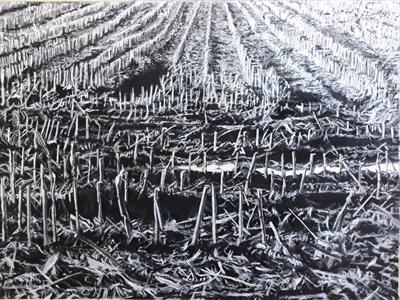 Cut Corn Field by Kevin Tole, Giclee Print, from an original charcoal drawing