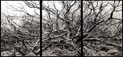 Dartmoor Oaks and Rocks, Burrator Triptych by Kevin Tole, Drawing, Charcoal and Chalk on paper
