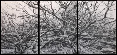 Dartmoor Oaks and Rocks, Burrator Triptych II by Kevin Tole, Drawing, Charcoal and Chalk on paper