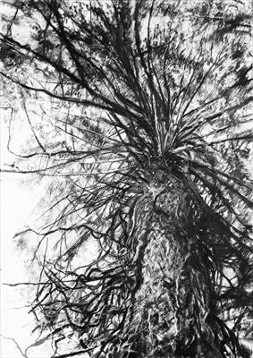 Fyne Court Douglas Fir (Pseudotsuga menzisii) by Kevin Tole, Drawing, Handmade charcoal, compressed charcoal, chalk and white conte