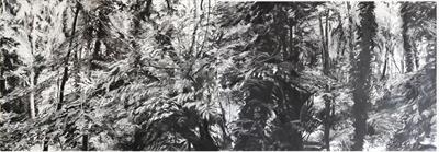 Ham Woods Diptych 2 by Kevin Tole, Drawing, Various charcoals and chalk