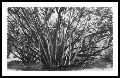 Hazel Coppice by Kevin Tole, Drawing, Various Charcoals and Chalk