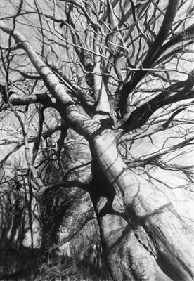 Higher Kelly, Calstock Twisted Beech by Kevin Tole, Drawing, Charcoal on Paper