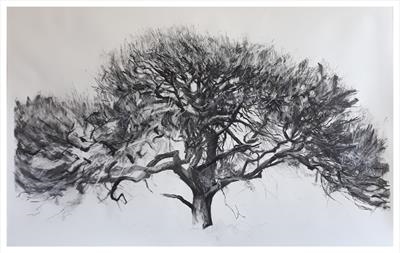 Higher Piles Oak, Quercus robur, southern Dartmoor by Kevin Tole, Drawing, Charcoal and Chalk