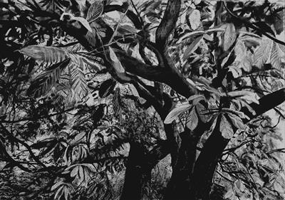 Horse Chestnut, Queens Park by Kevin Tole, Drawing, Various charcoals, pastels, coloured pencil
