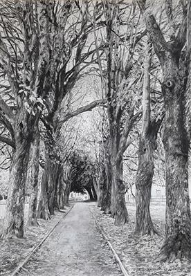 Large Lime Tree Avenue, Devonport Park by Kevin Tole, Drawing, Various Charcoals and Chalk on paper