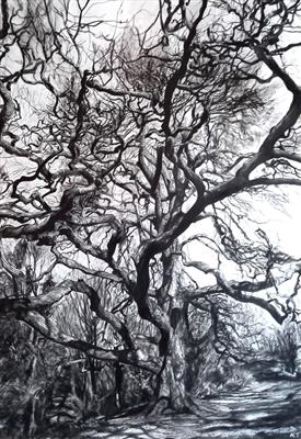 Lucombe Oak, Widey Woods (Quercus x hispanica ‘Lucombeana’) by Kevin Tole, Drawing, Charcoal Pencils and Chalk