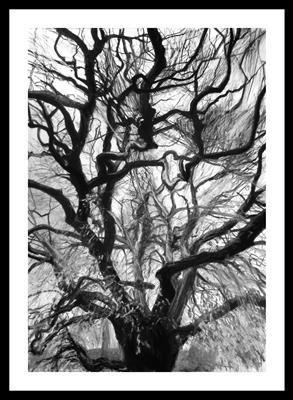 Paleisstraat Den Haag Horse Chestnut (Aesculus hippocastanum by Kevin Tole, Drawing, Beech Charcoal, compressed charcoal, white charcoal