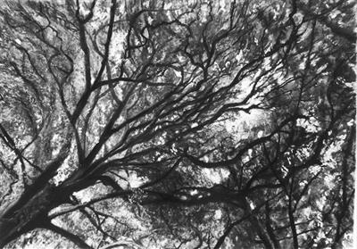 Plymbridge Beech Through the Canopy by Kevin Tole, Drawing, Mixed Media