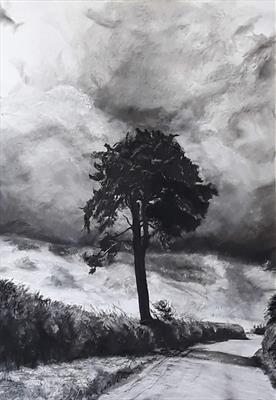 Sentinel; Scots Pine (Pinus sylvestris) above Messums, Wilts by Kevin Tole, Drawing, Charcoal and Chalk on paper