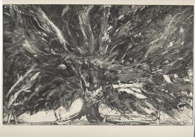 Summer Beech Tree by Kevin Tole, Artist Print, Etching