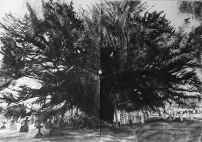 The Oldest Devonian, Yew, Holne Churchyard by Kevin Tole, Drawing, Charcoal on Paper