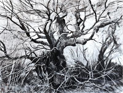 Widey Oak, Quercus robur by Kevin Tole, Drawing, Handmade Charcoal, compressed charcoal, white chalk and conte