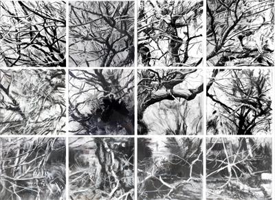 Widey Oak Redact (Quercus robur) by Kevin Tole, Drawing, Handmade Charcoal, compressed charcoal, white chalk and conte
