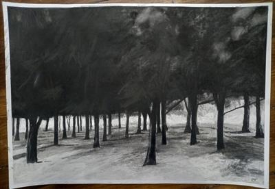 Young Beech Grove, Glasgow Green by Kevin Tole, Drawing, Various Charcoals and Pastel on Paper